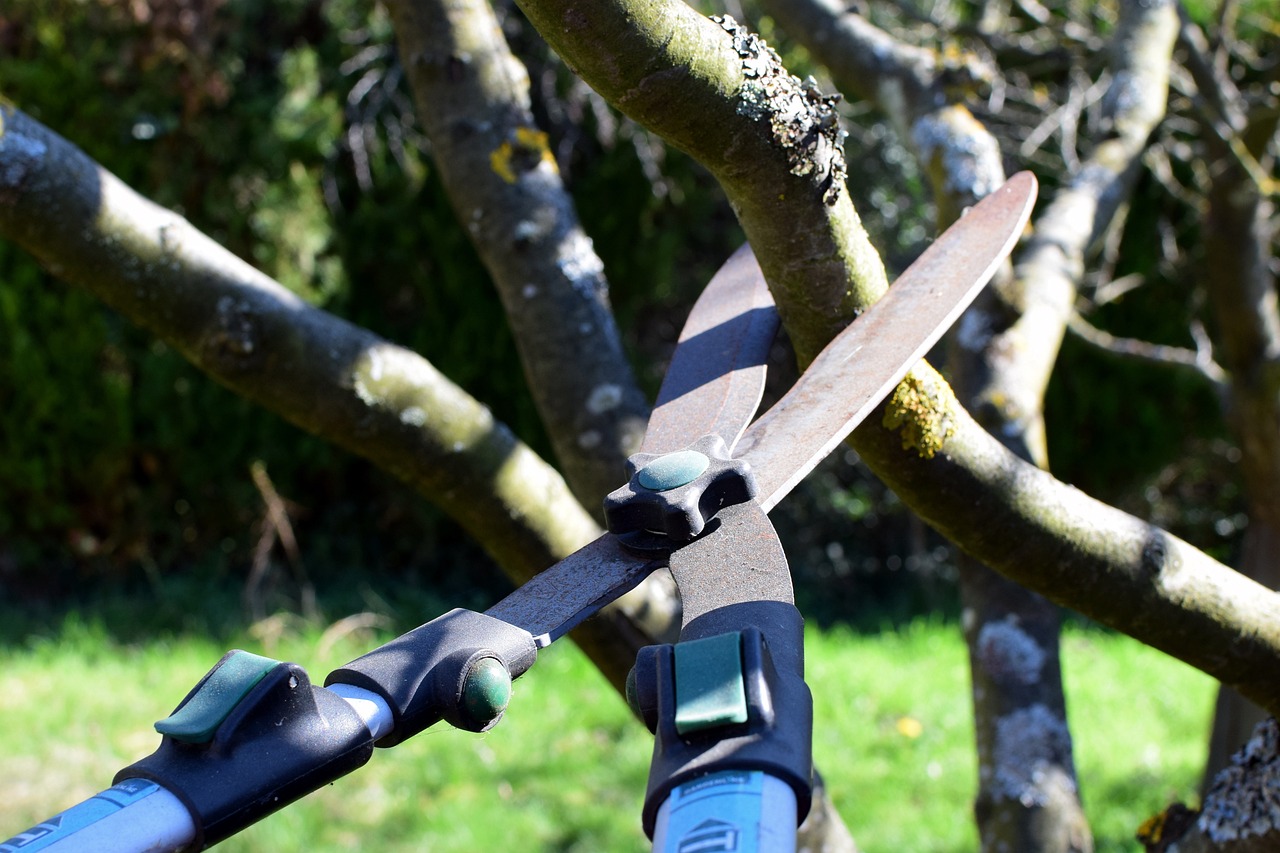 How To Prune A Fig Tree