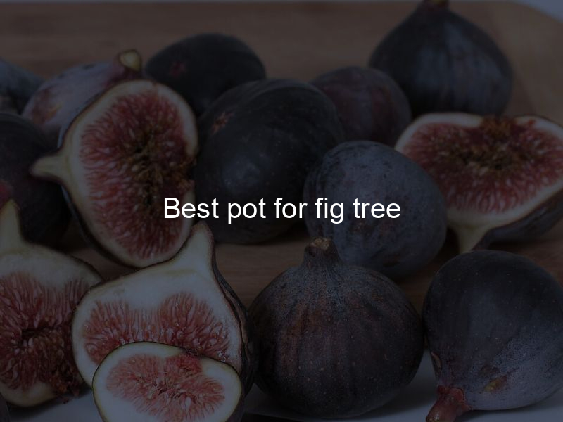 Best pot for fig tree