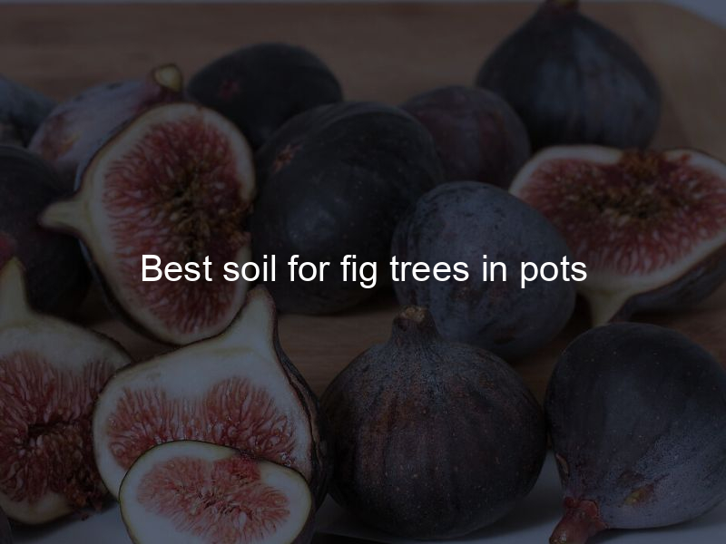 Best soil for fig trees in pots