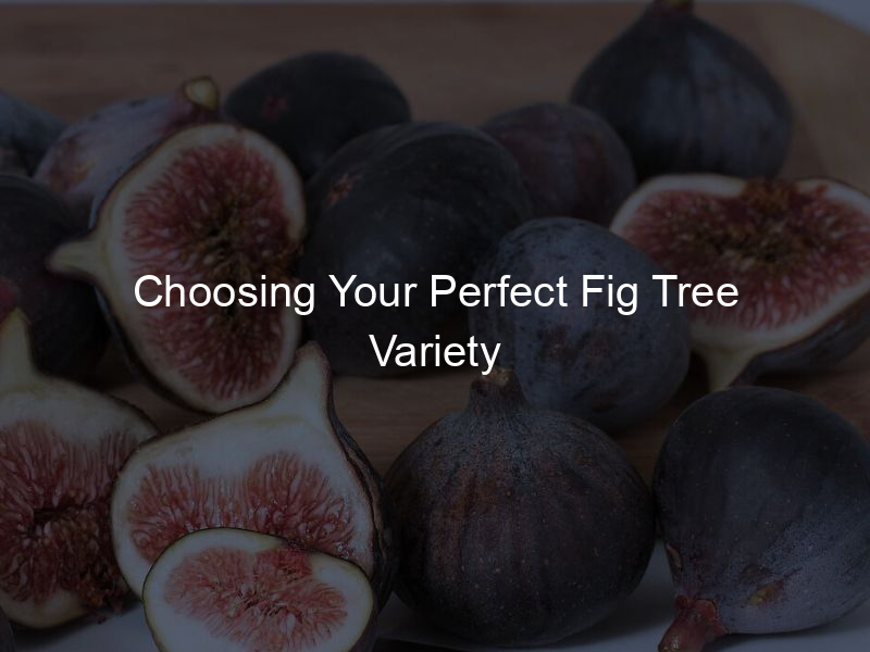Choosing Your Perfect Fig Tree Variety