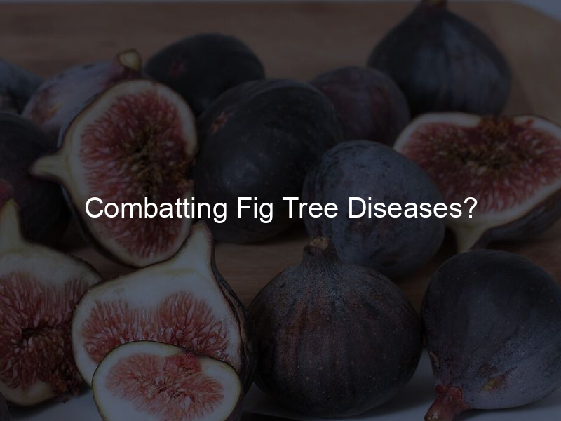 Combatting Fig Tree Diseases?