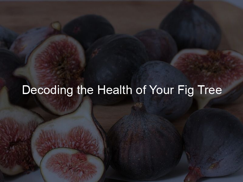 Decoding the Health of Your Fig Tree: Spotting Diseases