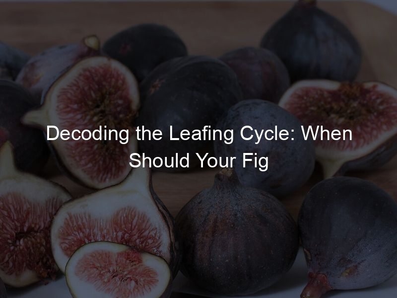 when should a fig tree get leaves?