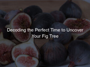 Decoding the Perfect Time to Uncover Your Fig Tree