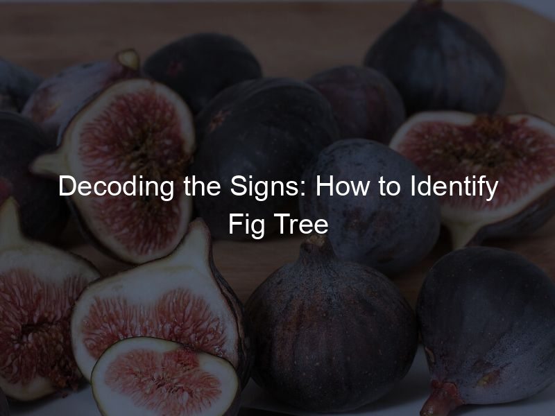 Decoding the Signs: How to Identify Fig Tree Diseases?