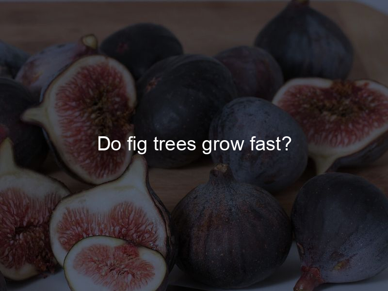 Do fig trees grow fast?