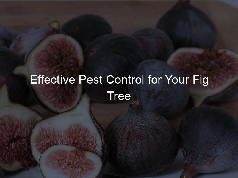 Effective Pest Control for Your Fig Tree