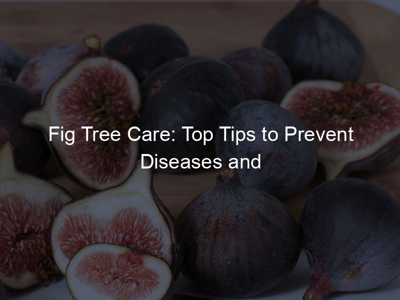 Fig Tree Care: Top Tips to Prevent Diseases and Promote Growth
