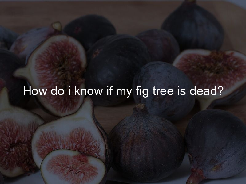 How do i know if my fig tree is dead?
