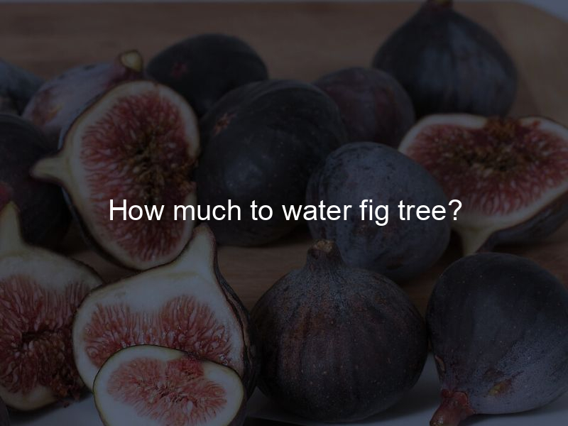 How much to water fig tree?