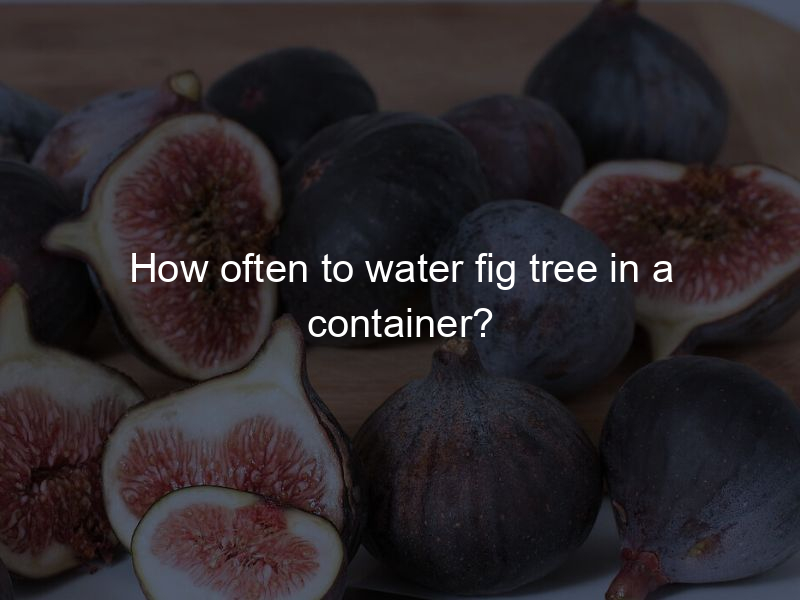 How often to water fig tree in a container?