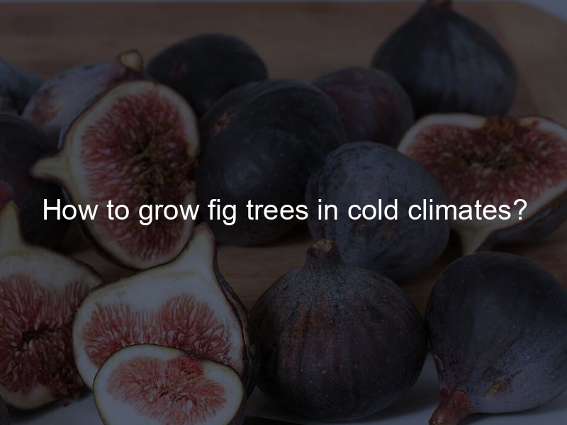 How to grow fig trees in cold climates?