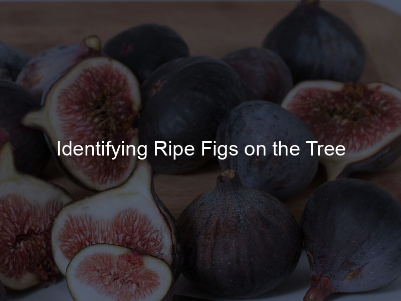 Identifying Ripe Figs on the Tree