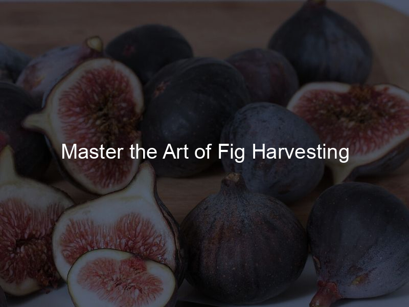 Master the Art of Fig Harvesting