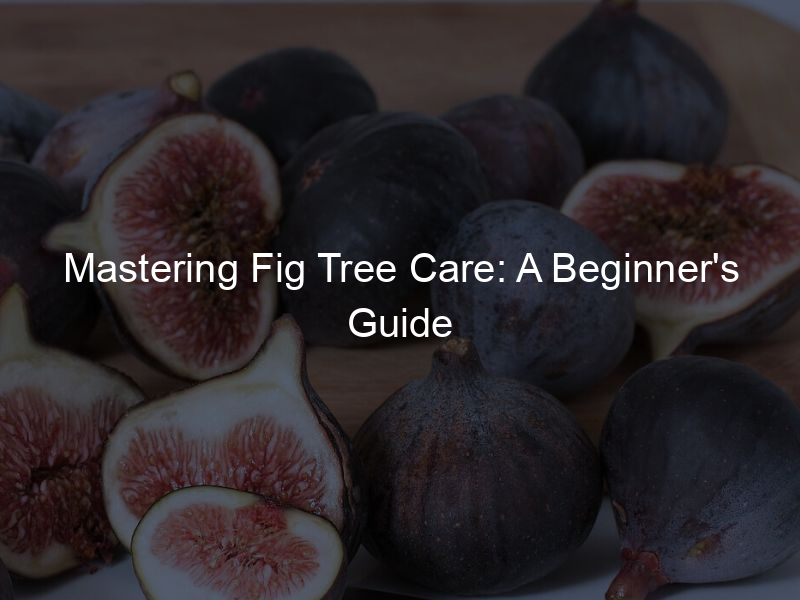 Mastering Fig Tree Care: A Beginner's Guide