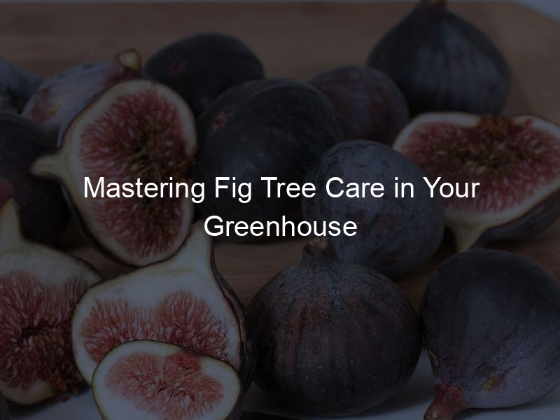 Mastering Fig Tree Care in Your Greenhouse