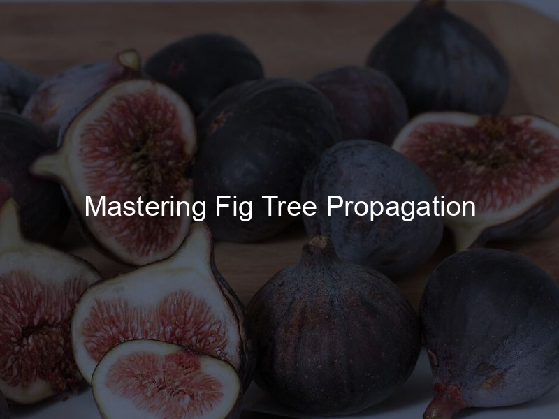 Mastering Fig Tree Propagation