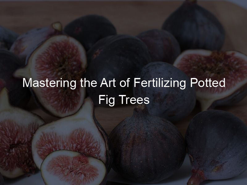Mastering the Art of Fertilizing Potted Fig Trees