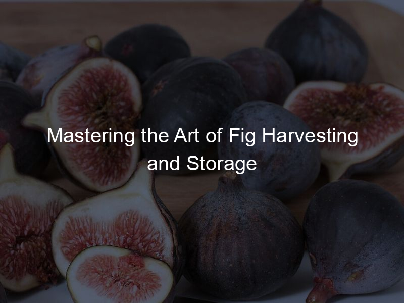 Mastering the Art of Fig Harvesting and Storage