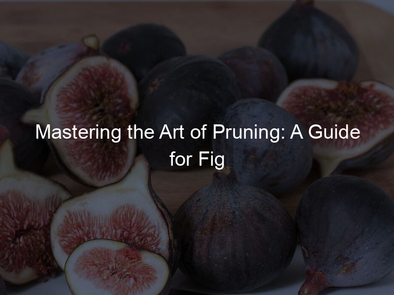 Mastering the Art of Pruning: A Guide for Fig Trees