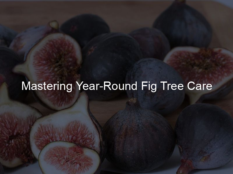 Mastering Year-Round Fig Tree Care