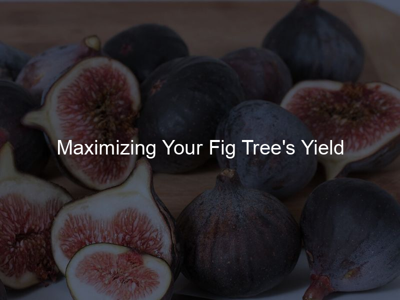 Maximizing Your Fig Tree's Yield