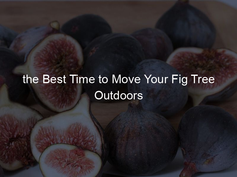 Figuring Out: the Best Time to Move Your Fig Tree Outdoors