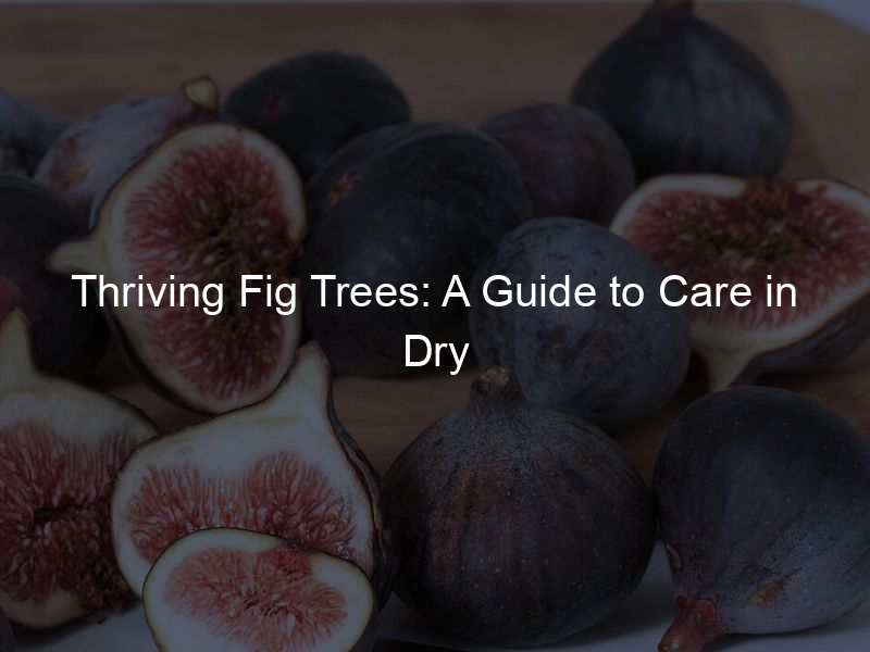 Thriving Fig Trees: A Guide to Care in Dry Climates
