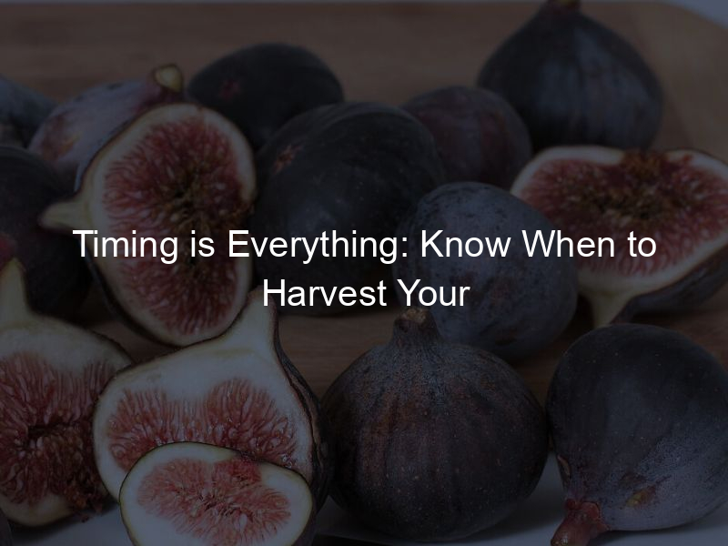Timing is Everything: Know When to Harvest Your Figs
