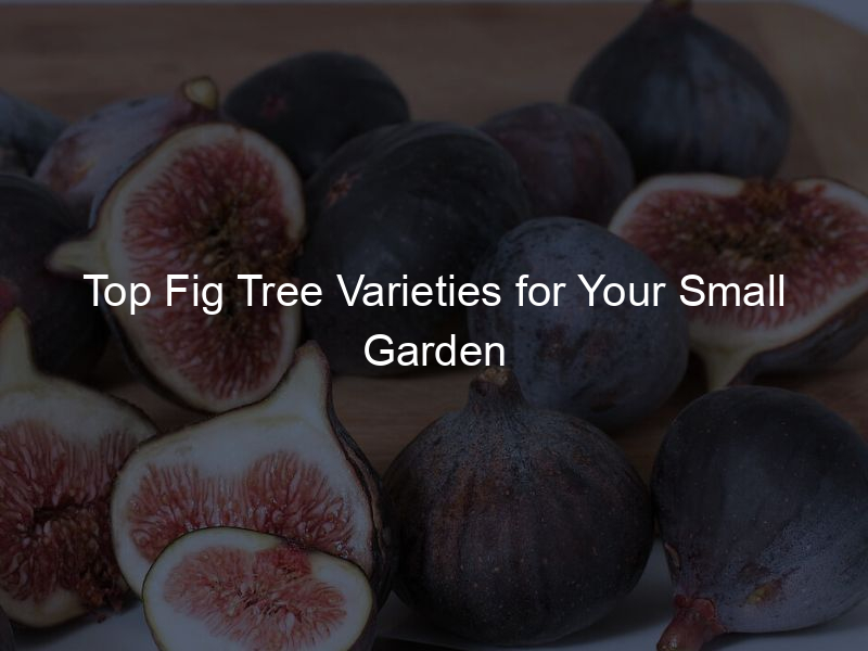 Top Fig Tree Varieties for Your Small Garden