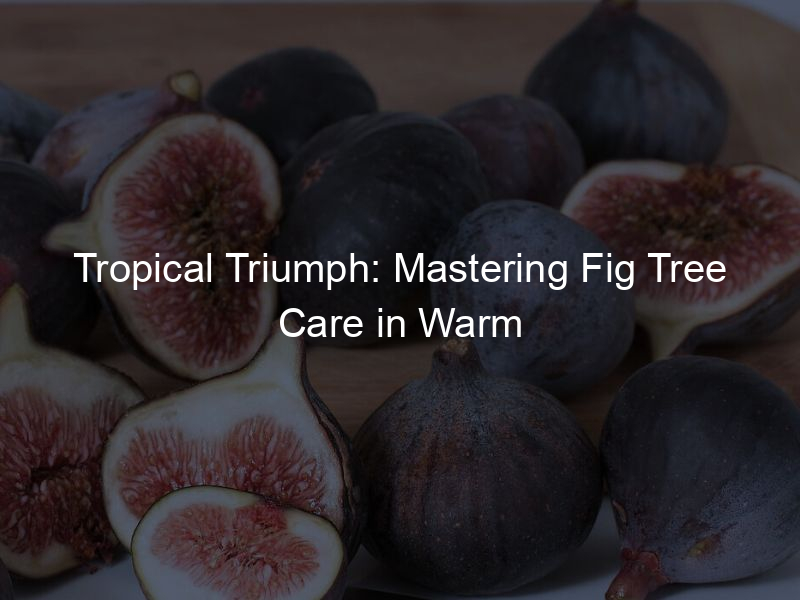 Tropical Triumph: Mastering Fig Tree Care in Warm Climates