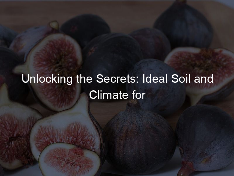 Unlocking the Secrets: Ideal Soil and Climate for Fig Trees