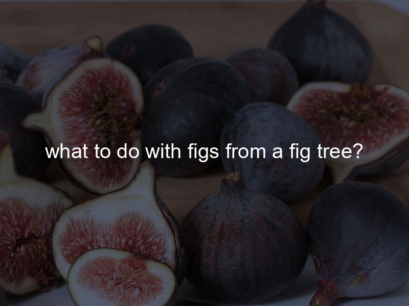 what to do with figs from a fig tree?