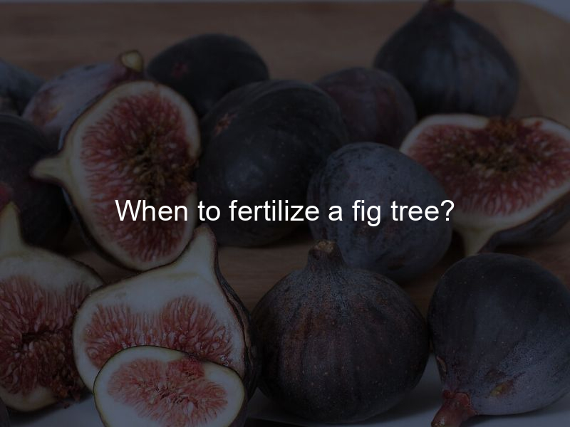 When to fertilize a fig tree?