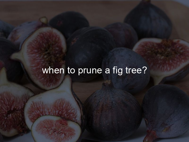 when to prune a fig tree?