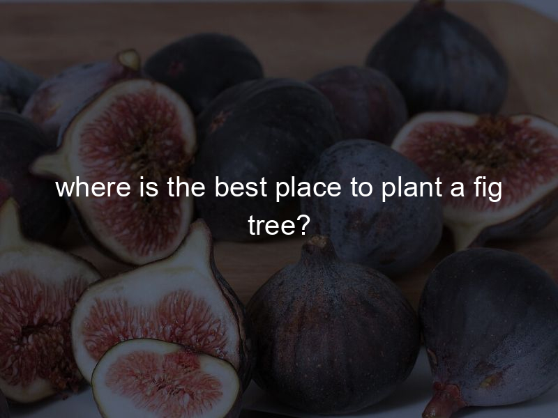 where is the best place to plant a fig tree?