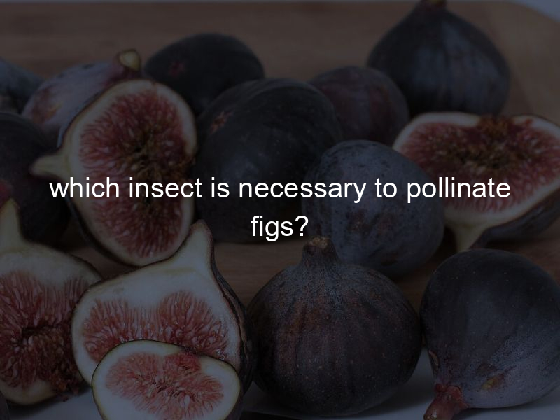 which insect is necessary to pollinate figs?