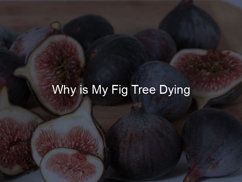 Why is My Fig Tree Dying