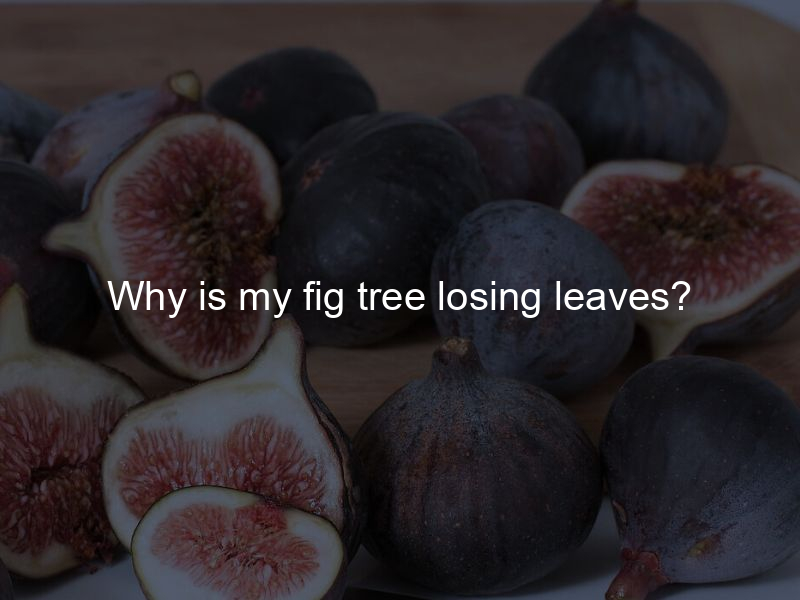 Why is my fig tree losing leaves?