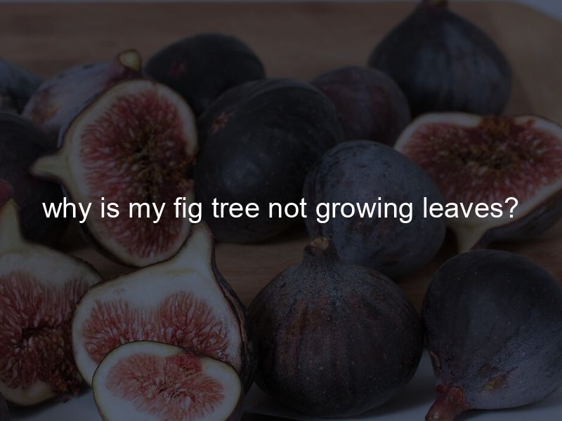 why is my fig tree not growing leaves?
