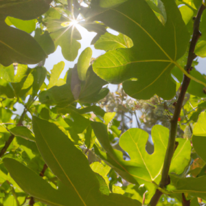 Direct sun on fig tree